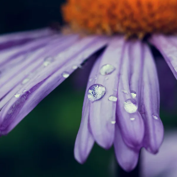 Dew drops — Stock Photo, Image