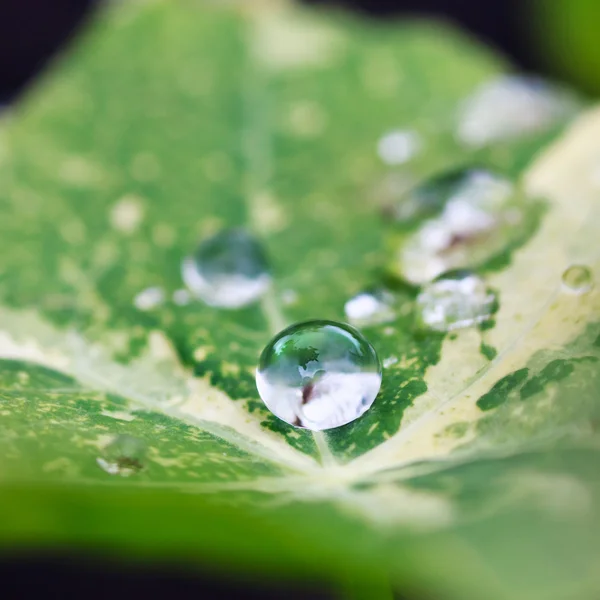 Las gotas en la hoja —  Fotos de Stock