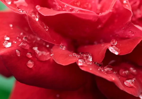 Romantic red rose — Stock Photo, Image