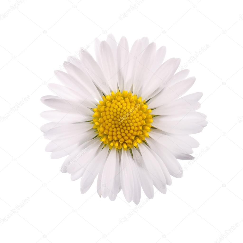 White daisy flower 