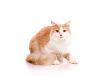 Web sitesi afişi. Büyük sarı gözlü, açık renk kürklü tatlı kedi oturur ve kameraya bakar. Beyaz bir arkaplanda izole edilmiş.