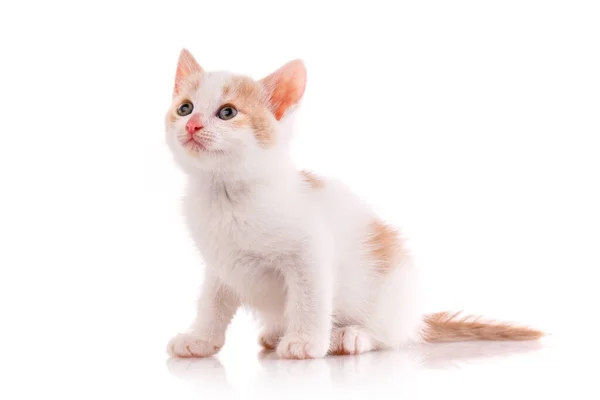 White Red Kitten Looks White Background Studio — Stock Photo, Image