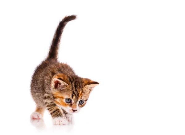 Pequeno Gato Tricolor Listrado Brincalhão Com Cauda Levantada Isolada Branco — Fotografia de Stock