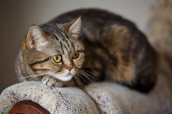 房间里的沙发上躺着一只长着大大的黄色眼睛的苏格兰式直褐色大胖猫 优雅的猫靠得很近 — 图库照片