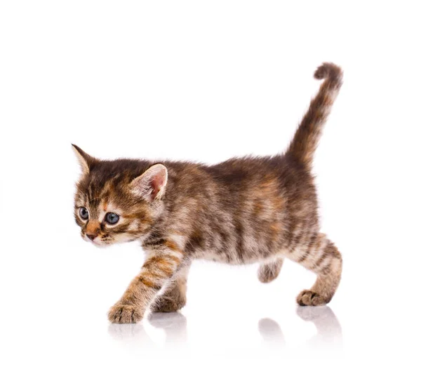 Striped Kitten Walks Front White Background Studio Shooting Pets — Stock Photo, Image