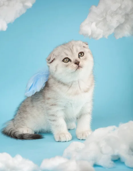 Portrait Scottish Kitten Blue Feathers His Back White Cotton Clouds — Stock Photo, Image