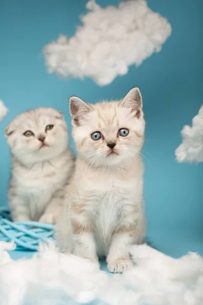 青空を背景に他の猫と一緒に雲の中に座ってカメラを見て青い目を持つライトクリームスコットランドの子猫の肖像画 ペット 猫のコンセプト — ストック写真