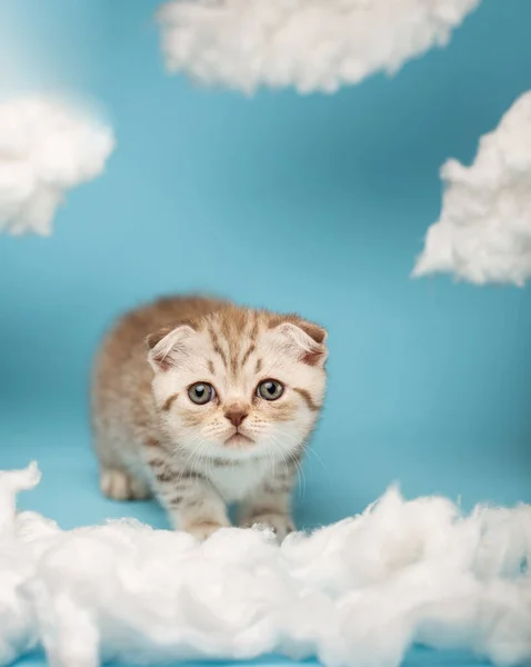 Small fluffy striped funny Scottish kitten looks forward half-standing on a blue background with homemade cotton clouds around. Imitation of the sky. Kitten wants to attack the toy.