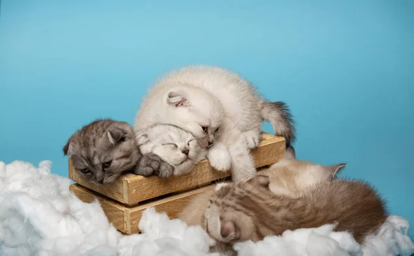 Cuteness overload. Sleepy Scottish kittens very funny lay down to sleep on a wooden box and next to it between white clouds. Blue sky background with cotton clouds around.