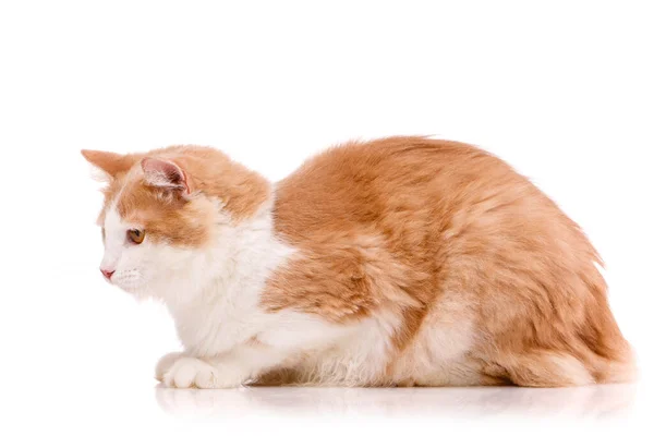 Liebenswerte Haustiere Seitenansicht Einer Schönen Hauskatze Mit Weichem Weißen Und — Stockfoto
