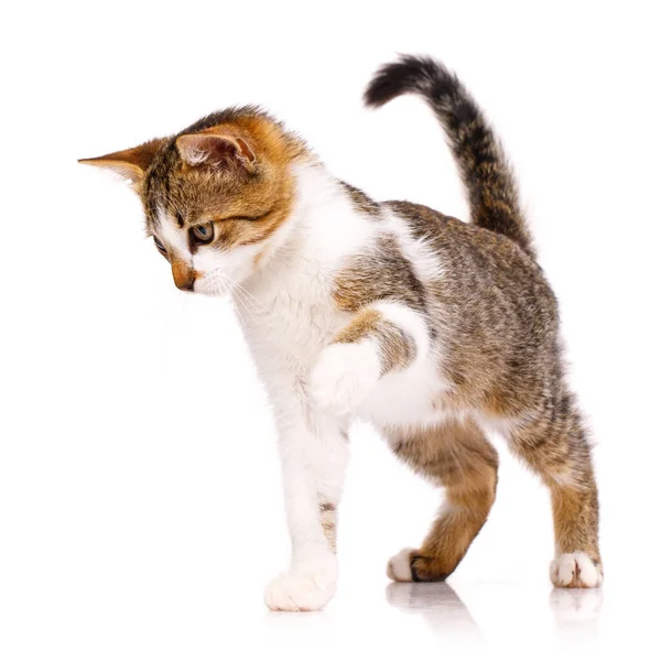 Kis rövid hajú cica játszik és felemeli a mancsát egy fehér háttér. — Stock Fotó