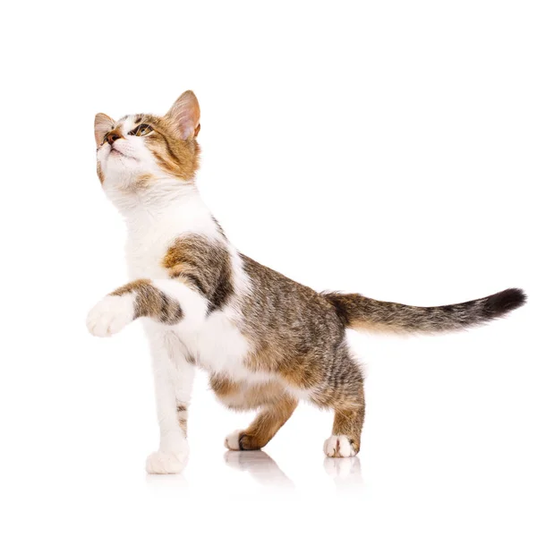Cute domestic shorthair kitten stands on a white background with raised paw and looks up. — Stock Photo, Image