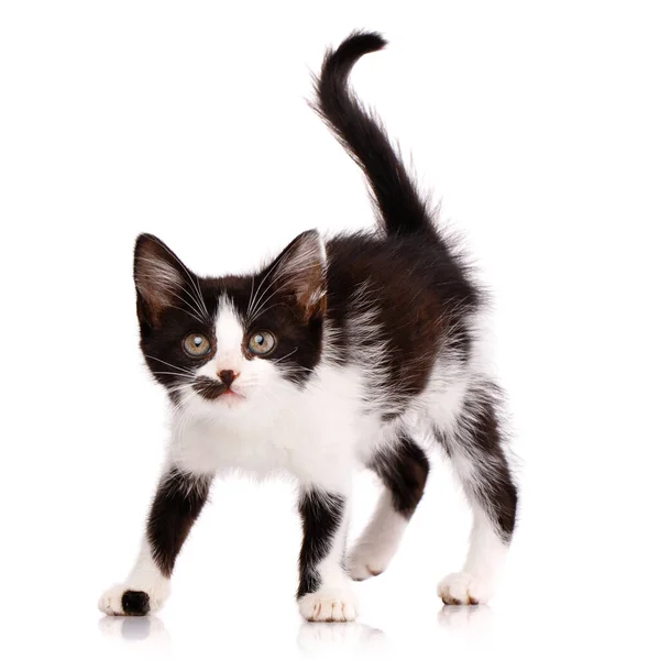 一个爱玩的专注于黑白相间的想要攻击的小猫的肖像。被白色背景隔离. — 图库照片