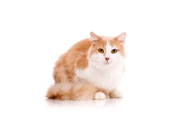 Güzel yetişkin dişi kedi beyaz arka planda oturur ve sarı gözlerle kameraya bakar. Beyaz arkaplanda izole.