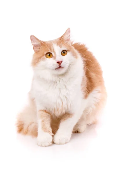 Domestic Cat Surprised Expression Sits White Background Pet Red White — Stock Photo, Image