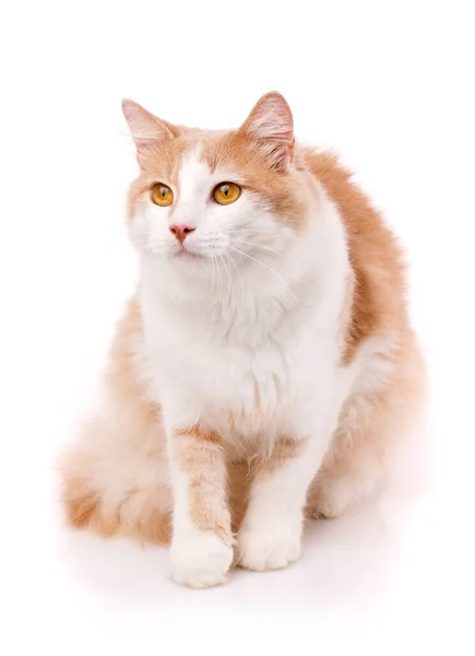 Krásná Dospělá Kočka Sedí Bílém Pozadí Odvrací Pohled Žlutýma Očima — Stock fotografie