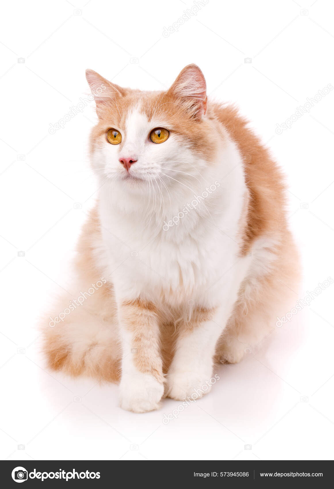 Yellow hotsell female cat