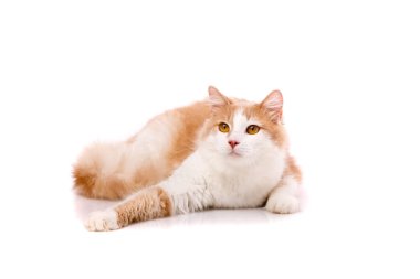 Pofuduk bej renkli ve sarı gözlü beyaz kürklü yetişkin kedi beyaz arka planda komik pozlar veriyor. Fotoğraf koleksiyonu. Dost canlısı..