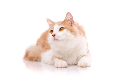 Açık kürklü ve sarı gözlü, tatmin olmuş evcil kedi, uzanmış pençeleriyle beyaz bir arka planda uzanır ve yukarı bakar. Yemek reklamı için kedi. Oyuncak hayvan, yakın plan..