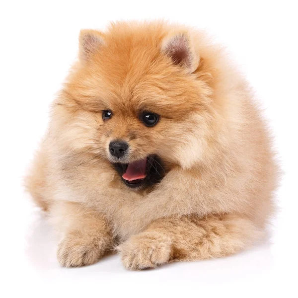 Raça Cão Pomeranian Spitz Fundo Branco Cão Jaz Com Boca — Fotografia de Stock