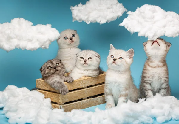 Funny little Scottish cats sit between cotton clouds, and one cat even tries to eat them. Blue sky background with cotton clouds around.