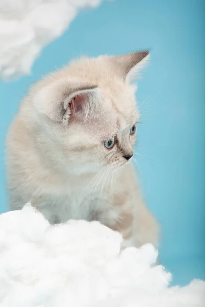 Close Muzzle Cream Colored Scottish Kitten Blue Eyes Sitting Blue — Stock Photo, Image