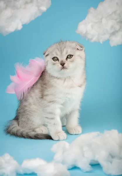 Portrait of a Scottish kitten with pink feathers on his back on white cotton clouds on a blue background. Striped purebred gray kitten with brown eyes posing in the studio.