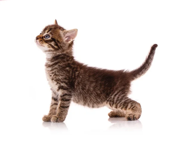 Striped Kitten White Background Waiting Something — Stock Photo, Image