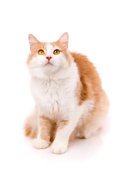 Gato Macho Adulto Enfocado Sentado Sobre Fondo Blanco Mirando Hacia —  Fotos de Stock