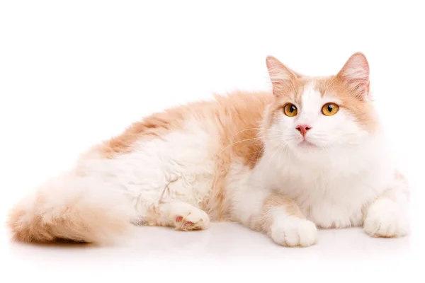 Seitenansicht Einer Großen Katze Mit Hellem Fell Und Gelben Augen — Stockfoto