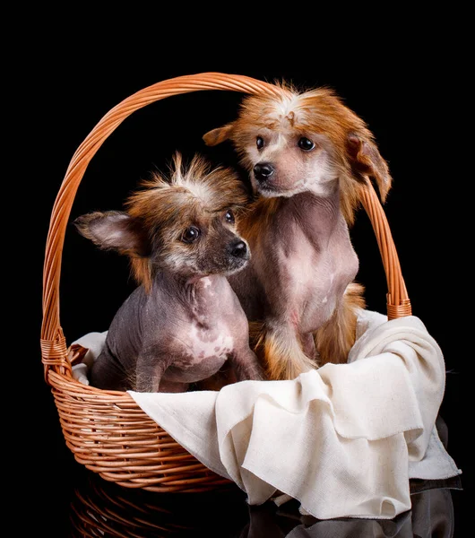 Ritratto Due Fantastici Cuccioli Cinesi Crested Seduti Cesto Vimini Uno Foto Stock Royalty Free