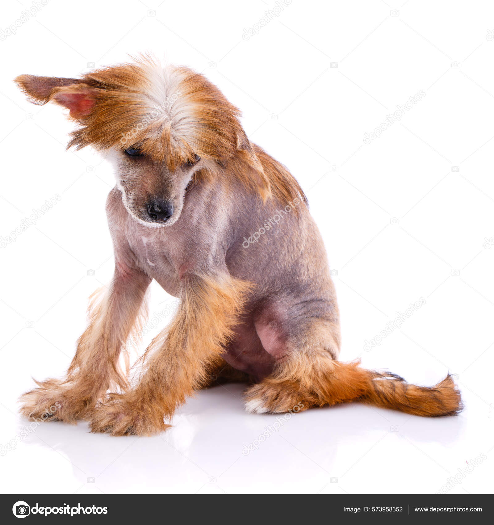 Chinese Crested Dog Sitting Front White Background Dog Looks