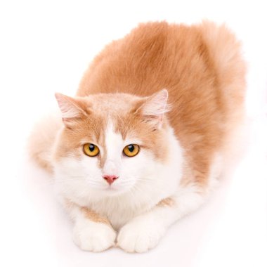 Web sitesi afişi. Büyük sarı gözlü, açık renk kürklü tatlı kedi kameraya bakıyor. Beyaz bir arkaplanda izole edilmiş.