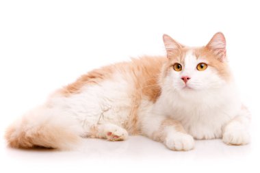 Hafif kürklü, sarı gözlü, beyaz arka planda tembel tembel yatan ve yukarı bakan büyük bir kedi. Web sitesi veya afiş için şablon kavramı, yavru kediler hakkında makale.