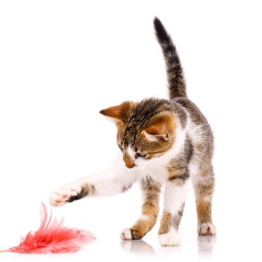 Dost canlısı hayvan. Kalkmış kuyruklu küçük kısa saçlı kedi ilgilenir ve beyaz arka planda pembe bir oyuncak yakalar..