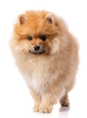 Pomeranian Spitz beyaz arka planda kameranın önünde poz veriyor. Evcil hayvan stüdyoları.