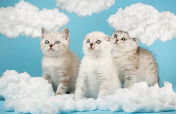 Three Milk Colored Scottish Kittens Curiously Watching Interest Sitting Cotton — Stock Fotó