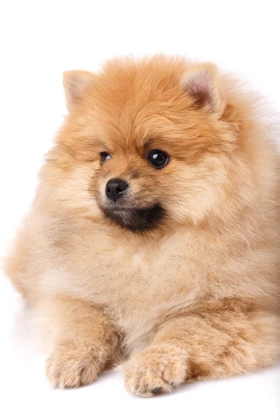 Pomeranian Spitz Pelo Rojo Miente Mira Hacia Lado Retrato Sobre — Foto de Stock