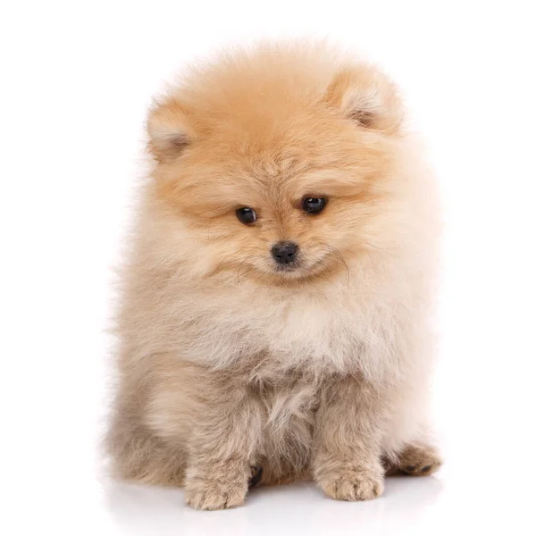 Pomeranian Spitz Posando Frente Câmera Fundo Branco Estúdio Tiroteio Animais — Fotografia de Stock