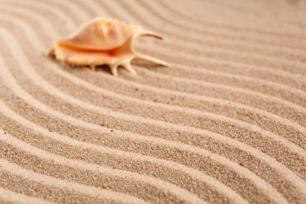 茶色の砂の背景に貝殻と夏の時間の概念 テキスト用の場所 選択的焦点 ぼやけた背景 — ストック写真