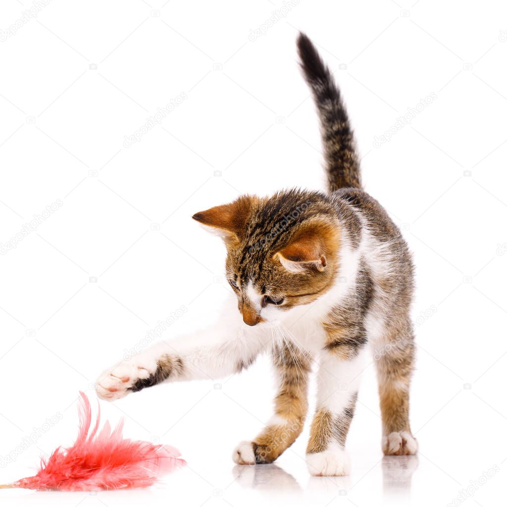 Friendly pet. Small short-haired kitten with a raised tail is interested and carefully catches a pink toy on a white background.