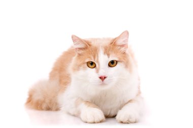 Beyaz, bej kürklü, sarı gözlü, beyaz arka planda yatıp kameraya bakan büyük evcil bir kedinin portresi..