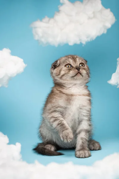 Playful gray Scottish kitten wants to sit on its hind legs, looks up and raises its paw to grab the toy. Cat is playing on a blue background between white clouds made of cotton wool.