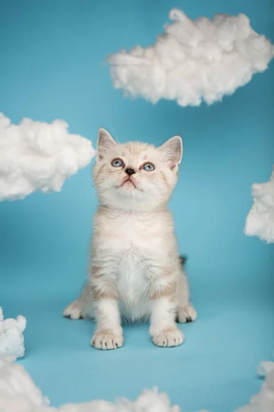 Interested Striped Cream Scottish Kitten Blue Eyes Playing Clouds Made — Stock Fotó