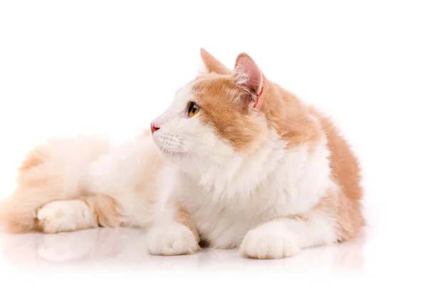 Die Erwachsene Katze Mit Einem Plüschigen Hellbeigen Und Weißen Fell — Stockfoto