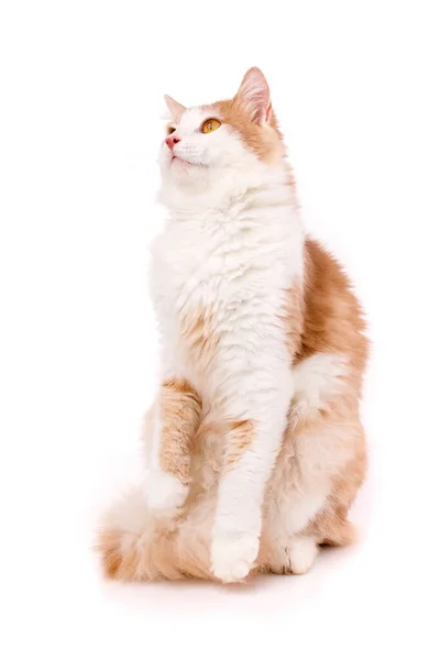 Oyuncak Evcil Hayvan Yakından Güzel Büyük Evcil Kedi Yukarı Bakar — Stok fotoğraf