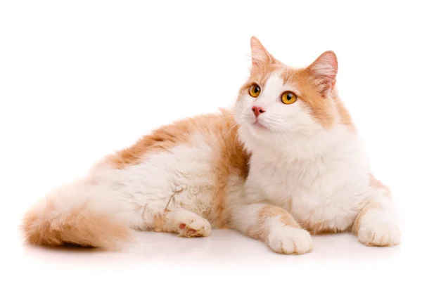 Satisfied Domestic Cat Light Fur Yellow Eyes Lies White Background — Fotografia de Stock