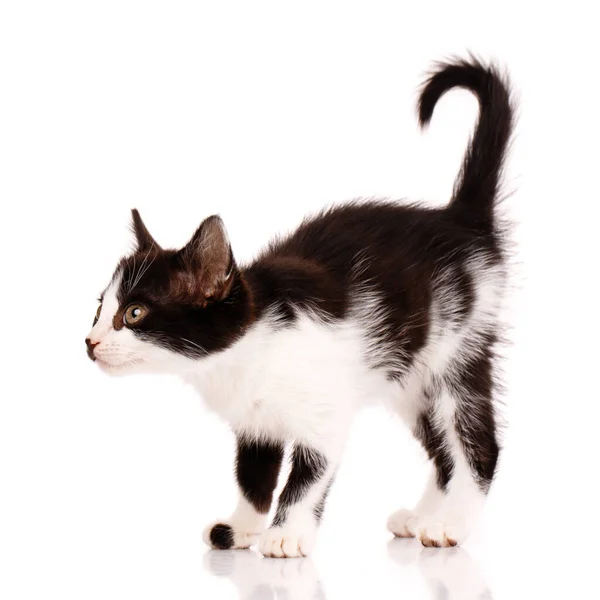 Funny Black White Kitten Twisted Tail Stands Sideways Wants Attack — 图库照片