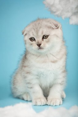 Close up of sad cute tabby scottish fold kitten sitting and looking to the side on blue background. Portrait of lovely fluffy cat.