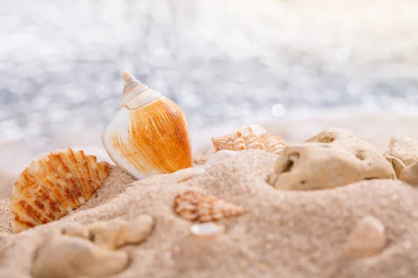 Sea shells on a tropical seashore lying on golden sand under the hot summer sun. Place for text. Blurred sea in the background.